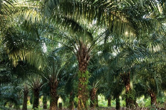 Die Ölpalme könnte die Ressourcen-Problematik der Holzindustrie für vielerlei Produkte in Zukunft lösen. Die Pflanzen werden vorrangig im asiatischen Raum in Plantagenform großflächig angebaut. Über den Gewinn des Öls aus dem Fruchtfleisch hinaus wird der Rohstoff bisher nicht wesentlich genutzt.